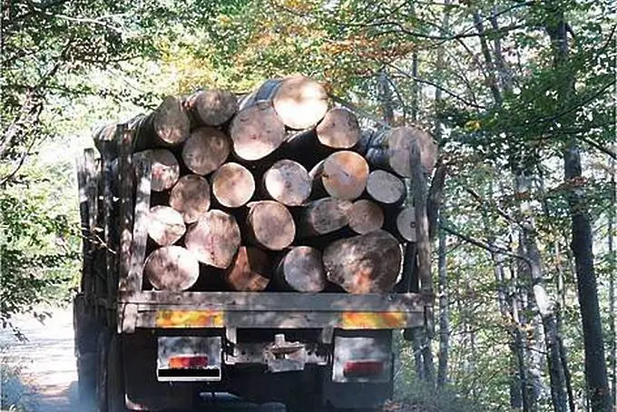 Незаконна сеч превърна резерват 