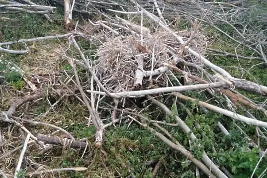 Унищожена е рядка колония на защитени големи корморани край Дуранкулак