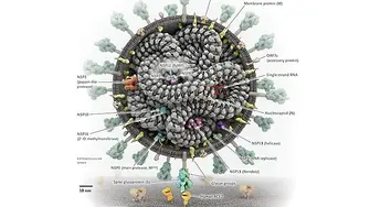 Как най-бързо можем да открием лекарство срещу SARS-CoV-2