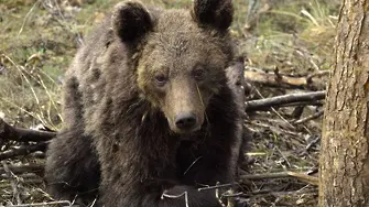 По случай Мечкинден WWF разказва историята на спасеното мече Митко