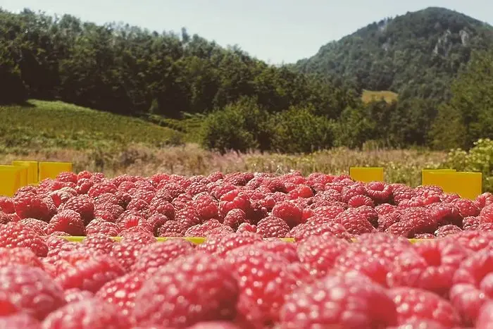 Абонамент за... вино от малини