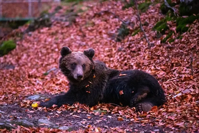 По случай Мечкинден WWF разказва историята на мечока Живко