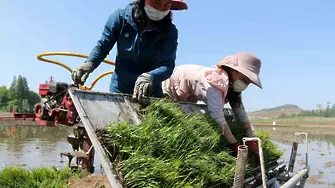 Пхенян се похвали с под 10 000 случая на 