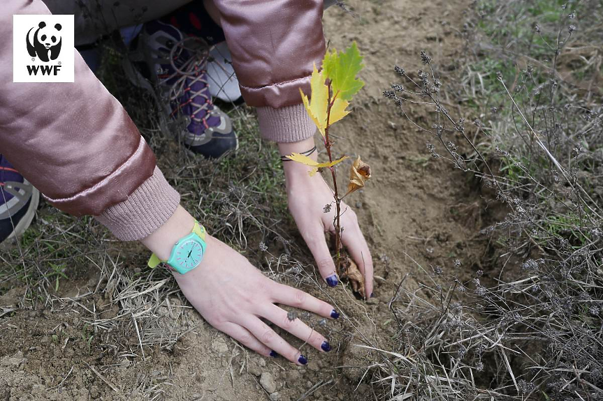 WWF възстановява горски местообитания в България