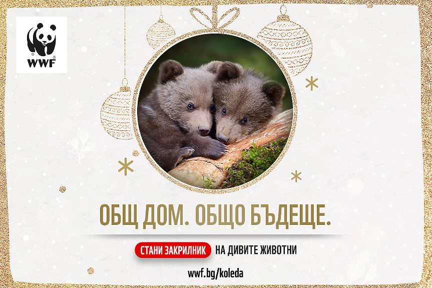 WWF опазва старите гори – дом на дивите животни в България