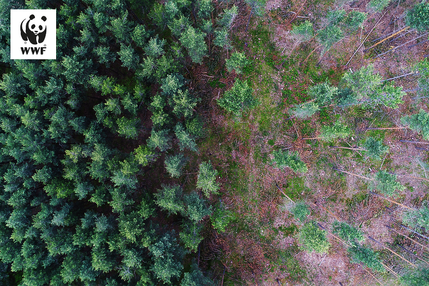 Борейки се с нелегалната сеч, WWF опазва дома на дивите животни