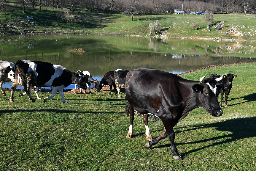 Протестиращи животновъди затвориха Подбалканския път
