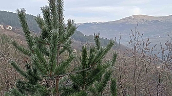 Между 8 и 13 градуса в петък